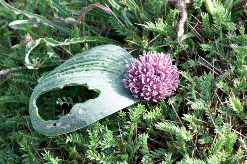 Allium subakaka