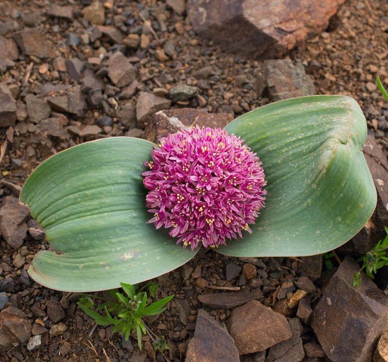 Allium subakaka photo 4
