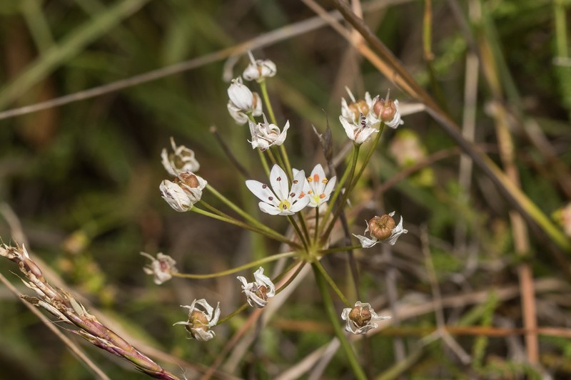 Allium subhirsutum photo 2