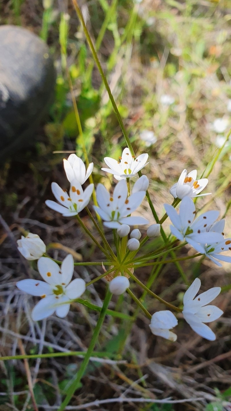 Allium subhirsutum photo 4