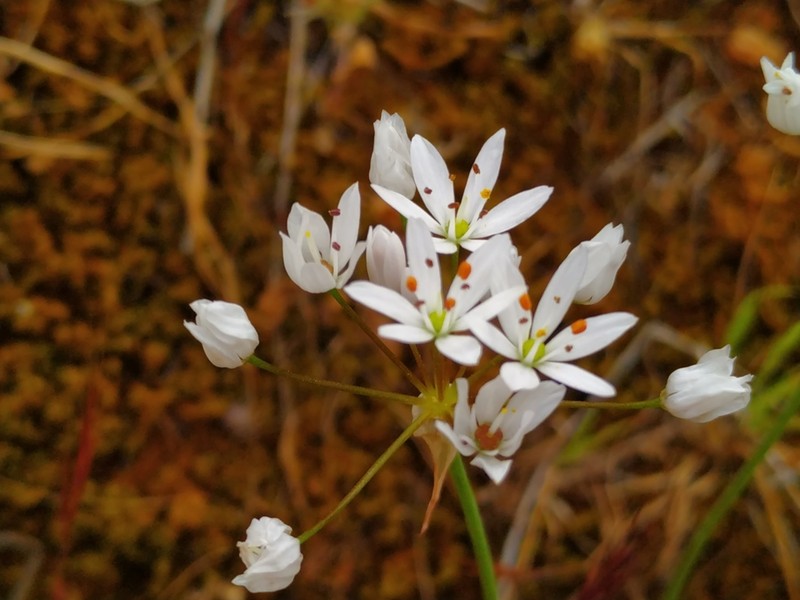 Allium subhirsutum photo 5