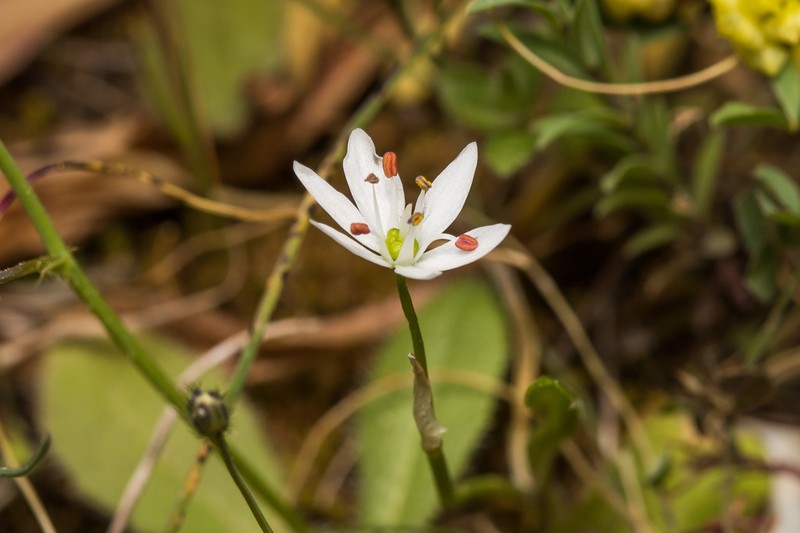 Allium subhirsutum photo 6