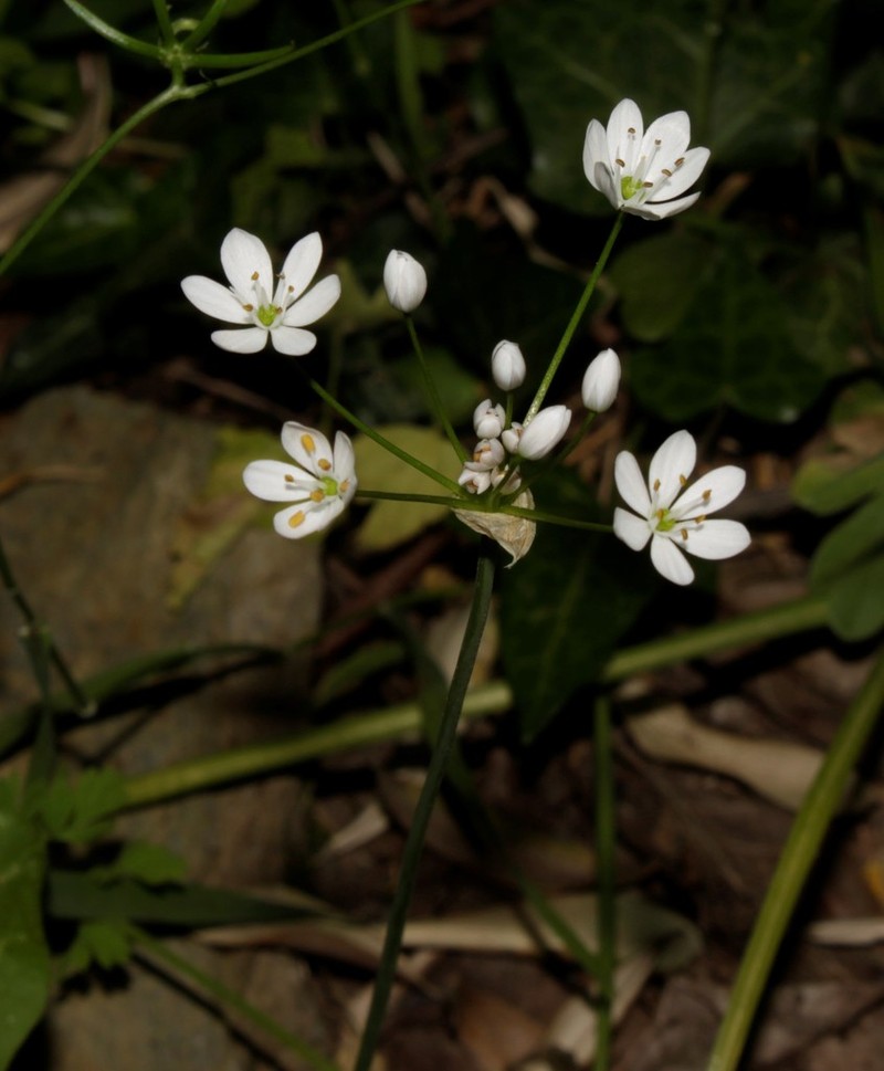Allium subhirsutum photo 7
