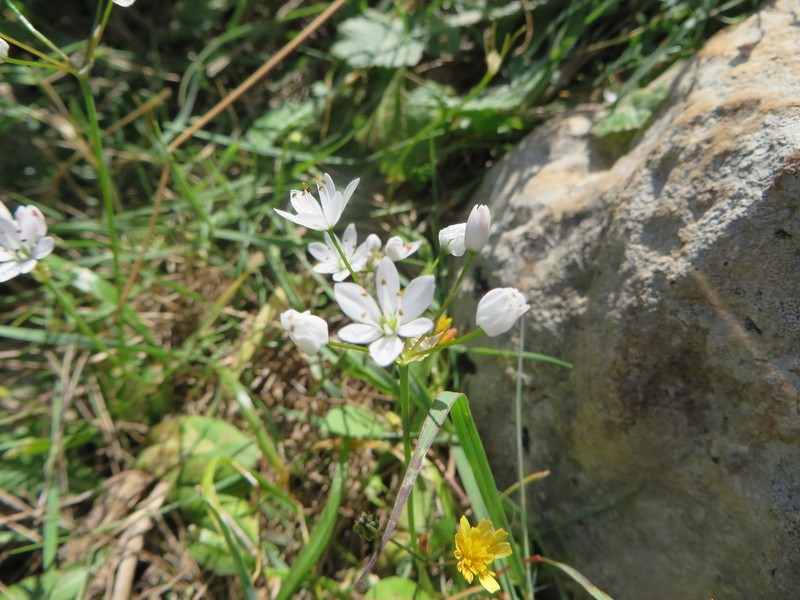 Allium subhirsutum photo 8