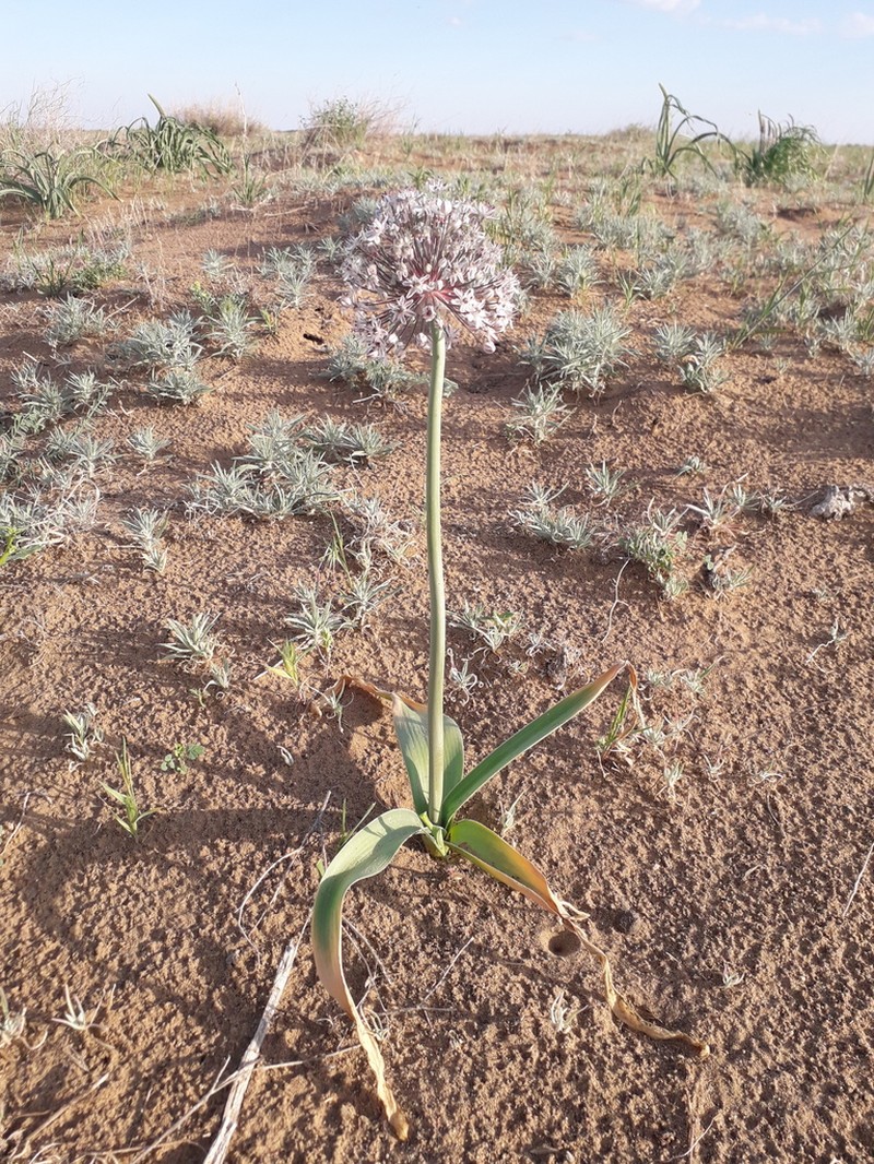 Allium subscabrum photo 2