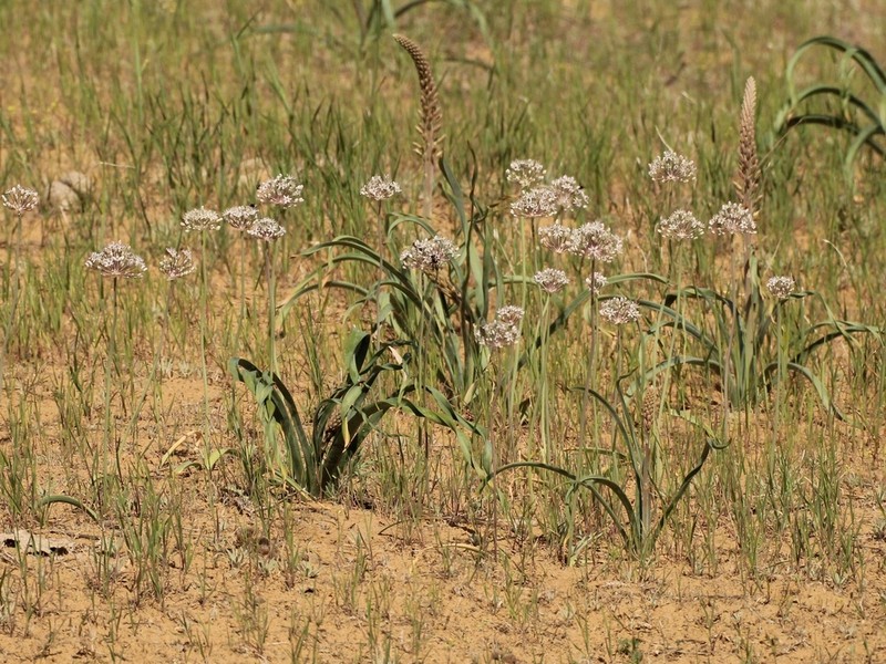 Allium subscabrum photo 3