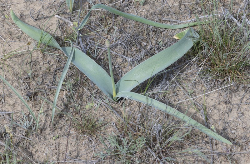 Allium subscabrum photo 4