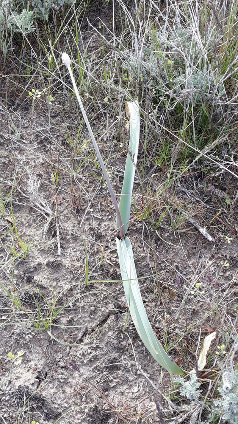 Allium subscabrum photo 5