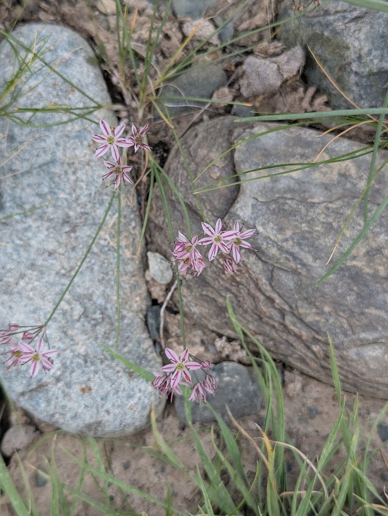 Allium subtilissimum