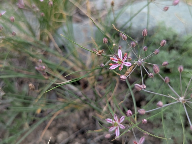Allium subtilissimum photo 2