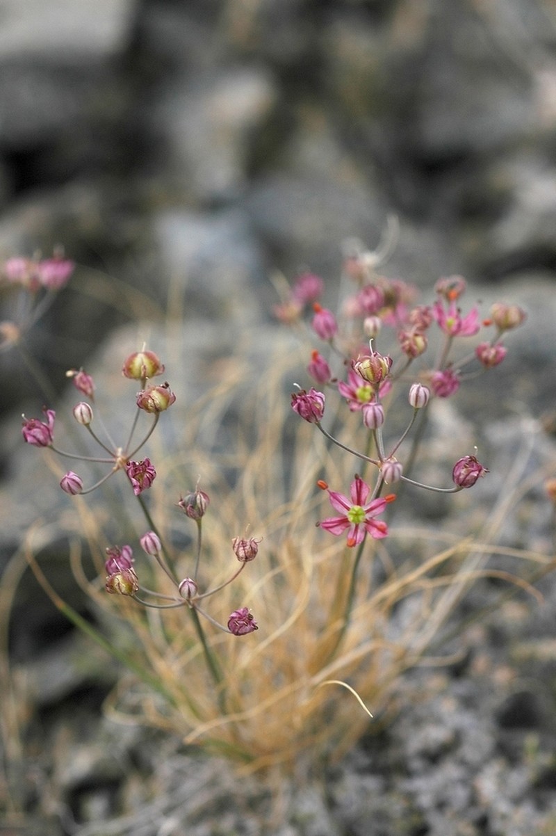 Allium subtilissimum photo 3