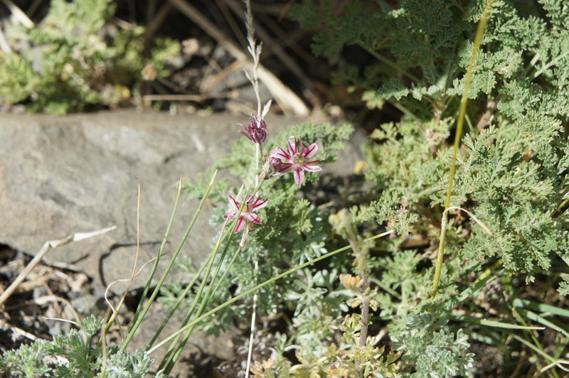 Allium subtilissimum photo 5