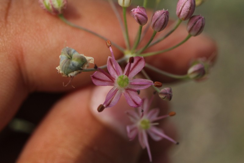 Allium subtilissimum photo 6