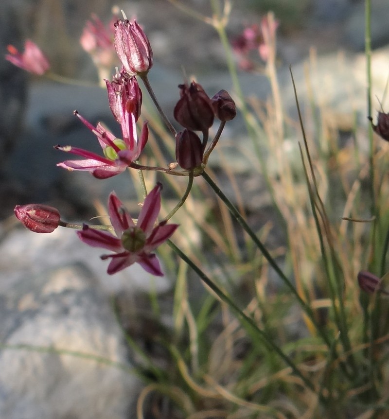 Allium subtilissimum photo 7