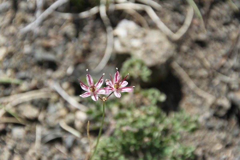 Allium subtilissimum photo 8