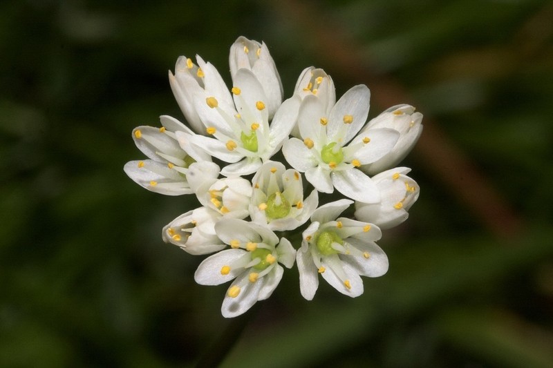 Allium subvillosum photo 2