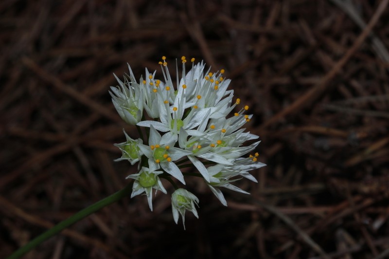 Allium subvillosum photo 3