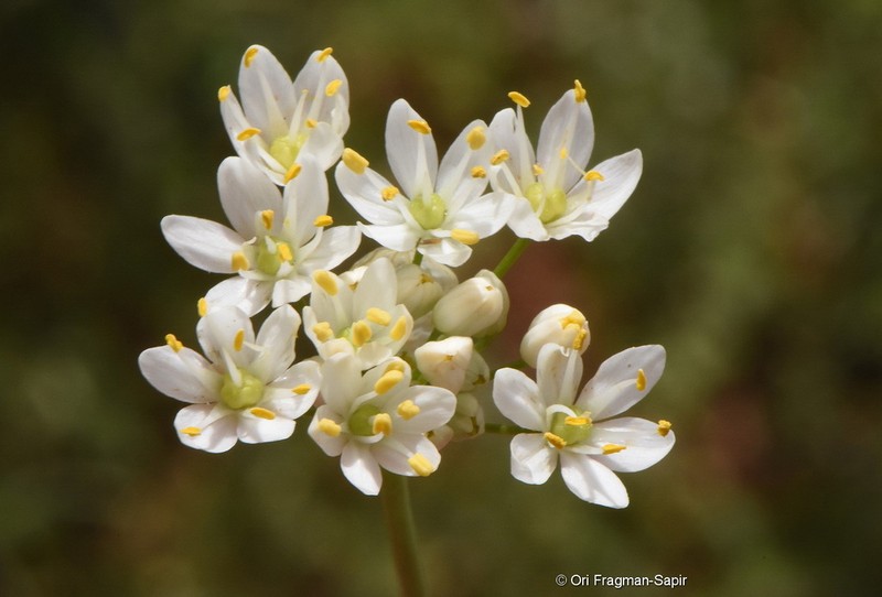 Allium subvillosum photo 4