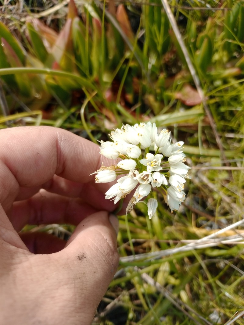 Allium subvillosum photo 5