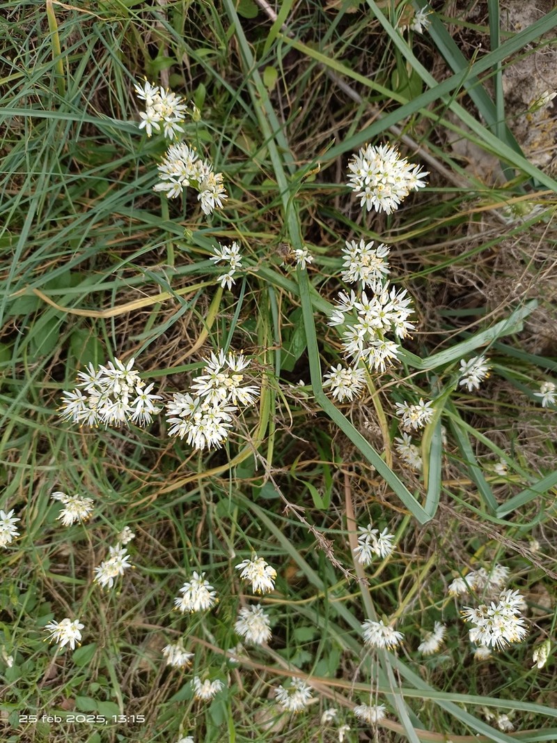 Allium subvillosum photo 6