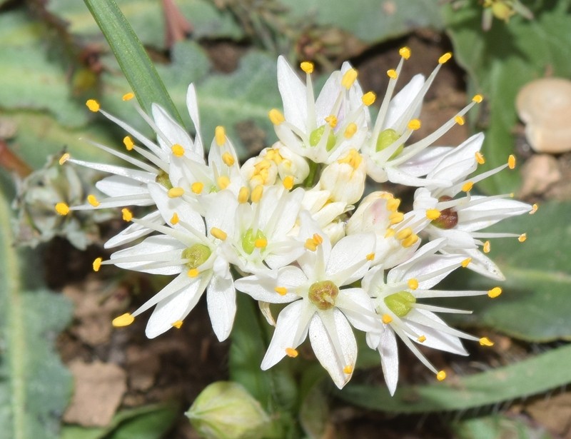 Allium subvillosum photo 8