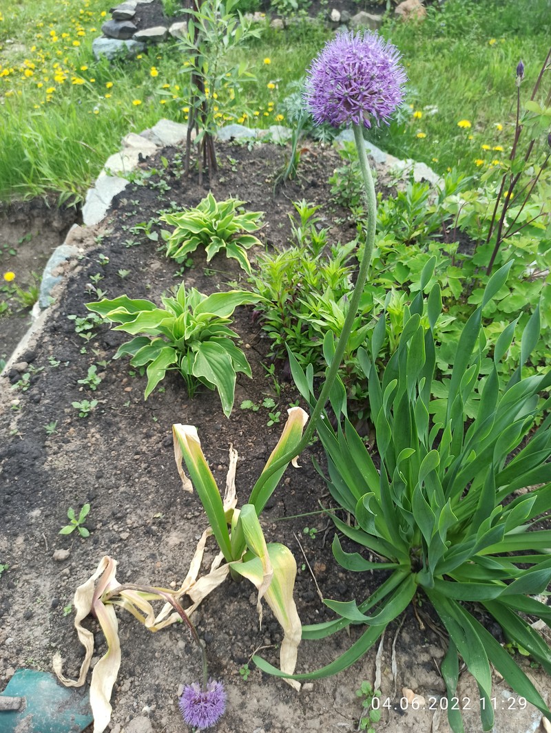 Allium suworowii