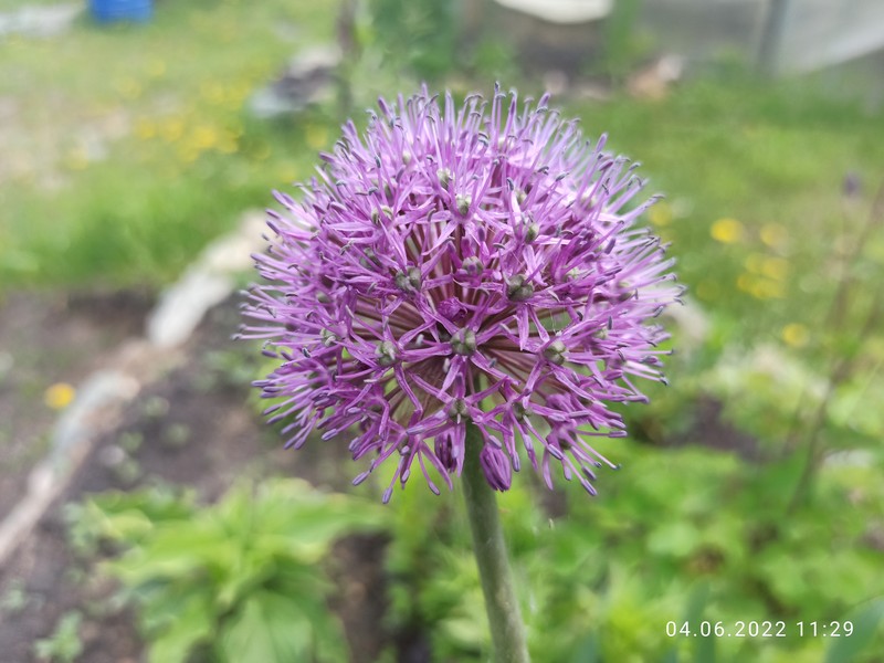Allium suworowii photo 2