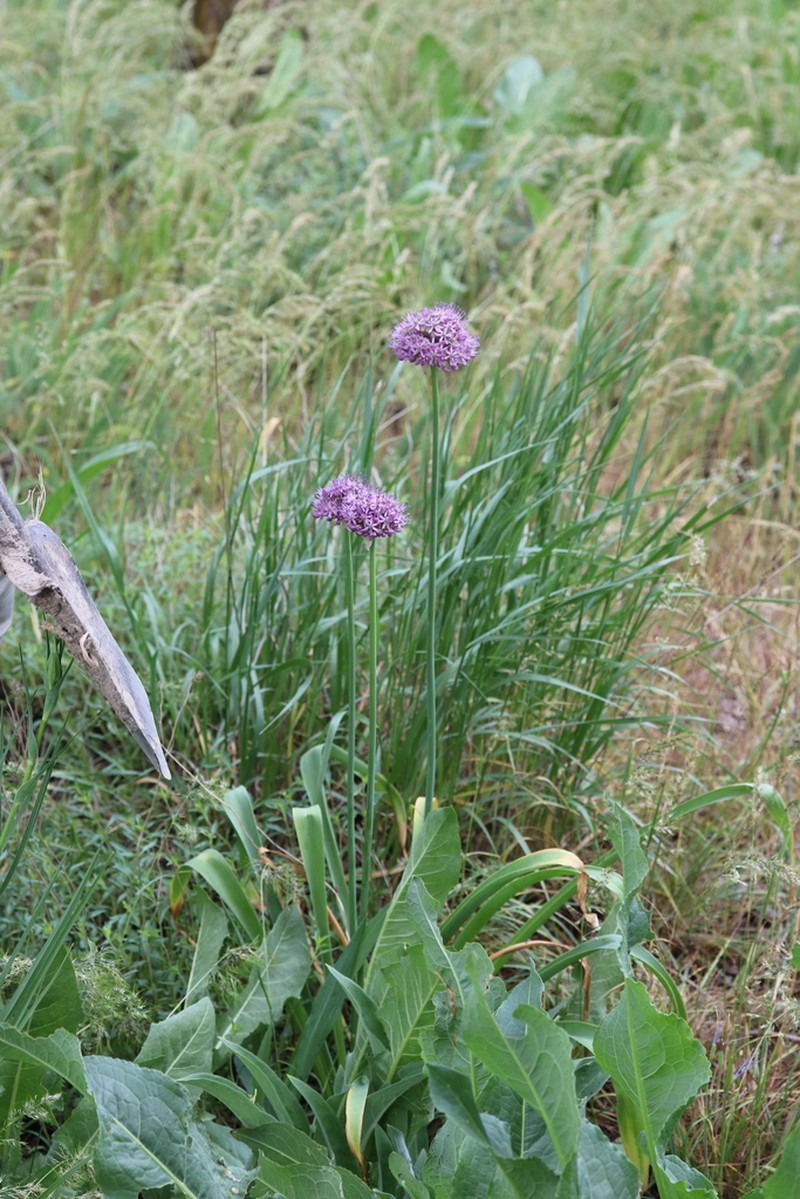 Allium suworowii photo 3