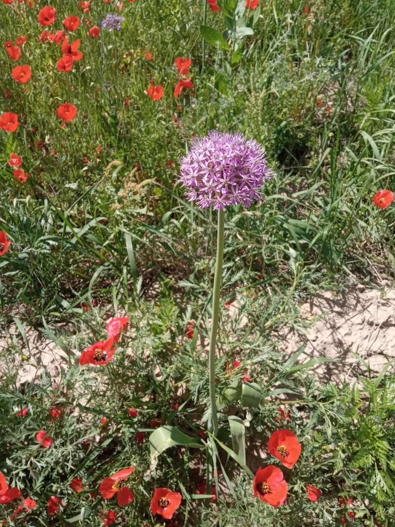 Allium suworowii photo 4