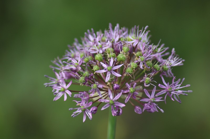 Allium suworowii photo 5
