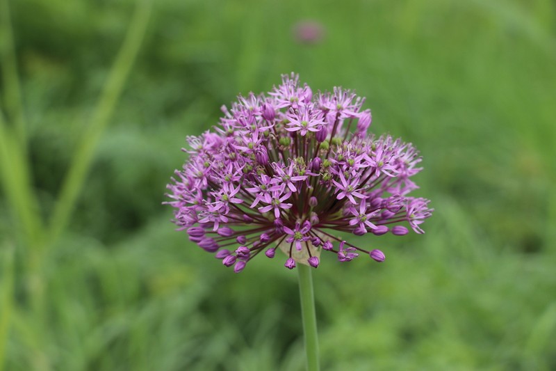 Allium suworowii photo 6