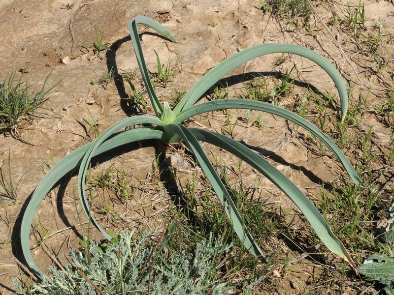 Allium suworowii photo 7