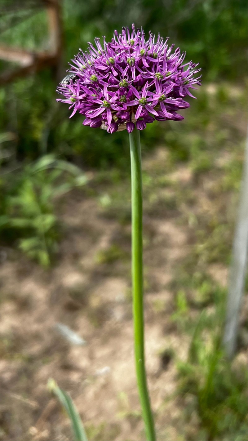Allium suworowii photo 8