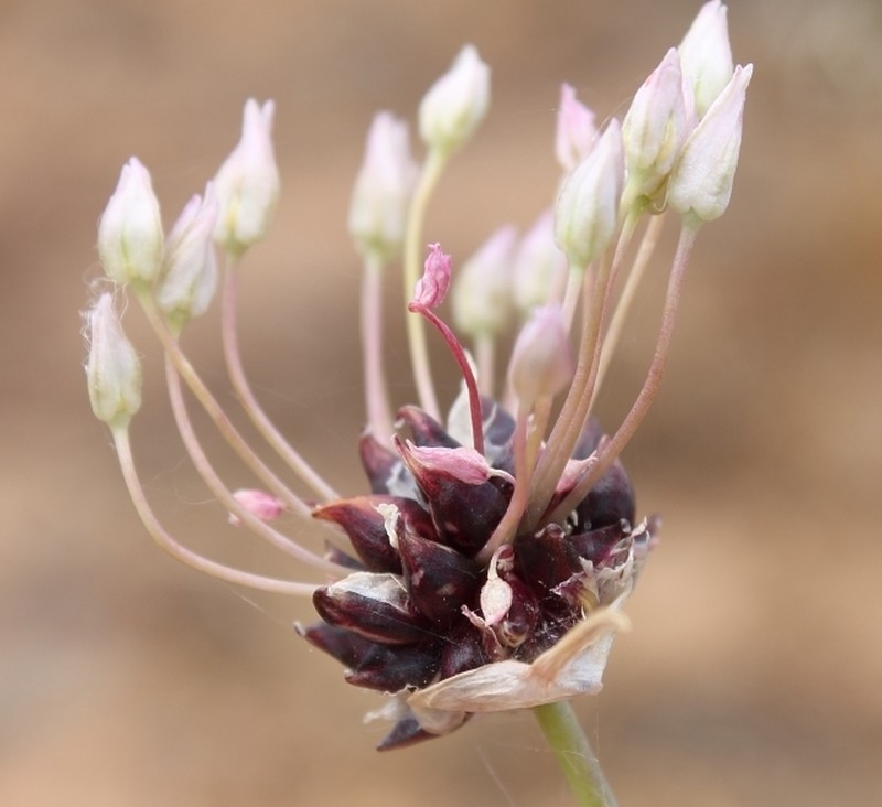 Allium synnotii