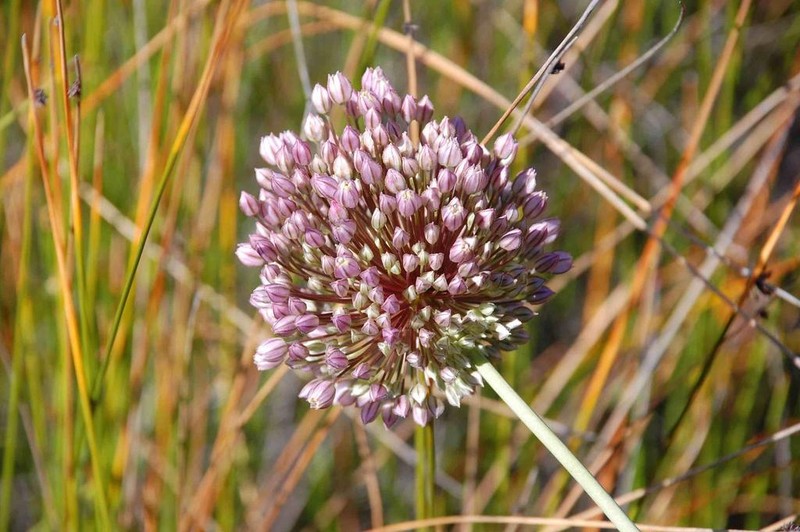 Allium synnotii photo 2