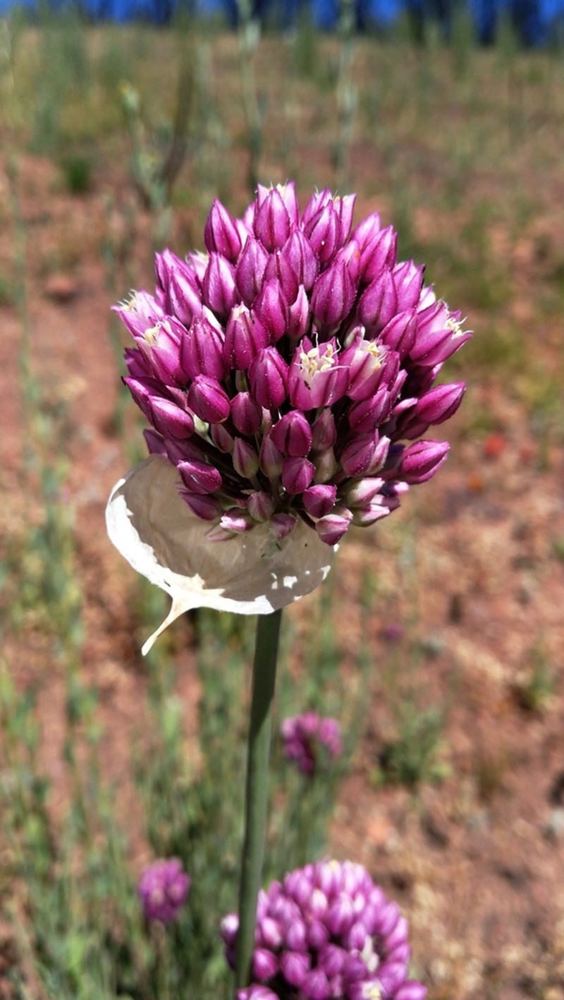 Allium synnotii photo 5