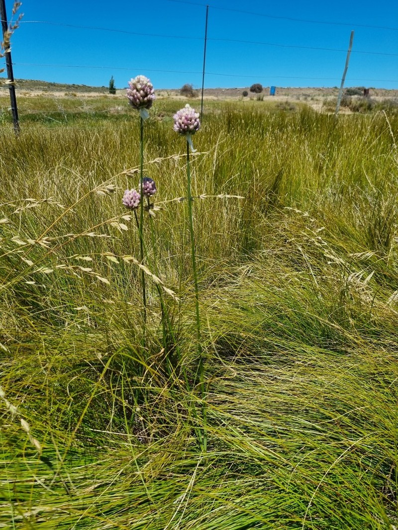 Allium synnotii photo 6