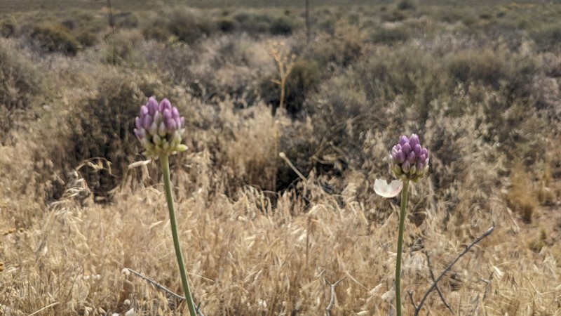 Allium synnotii photo 7