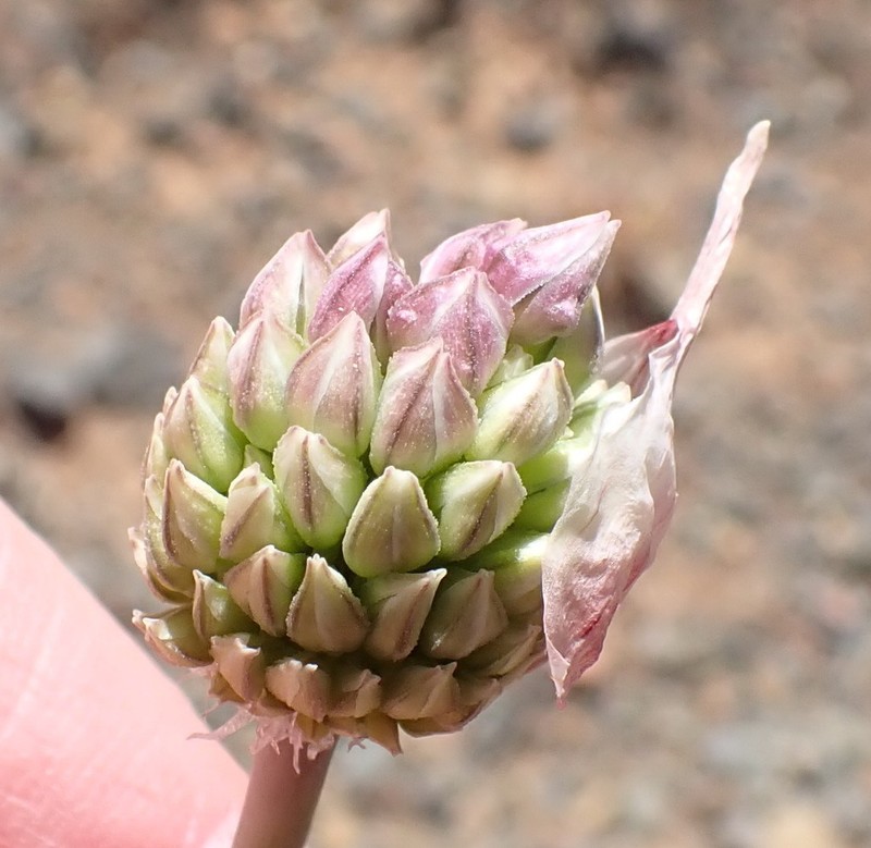 Allium synnotii photo 8