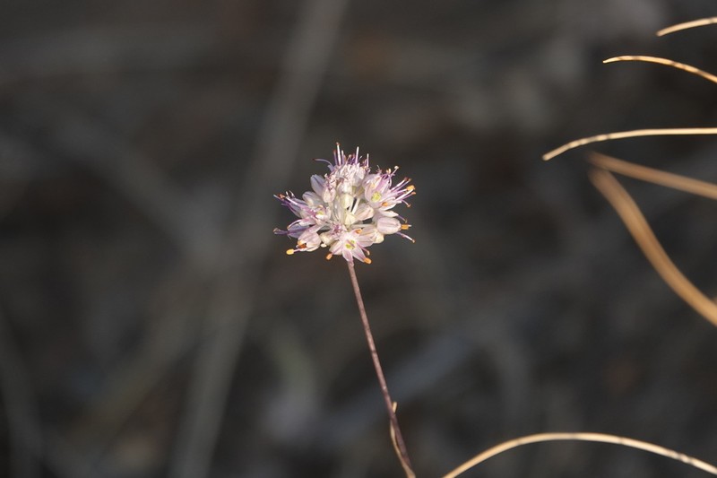 Allium szovitsii photo 2