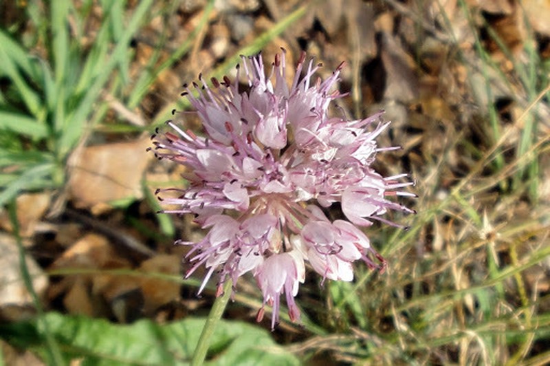 Allium szovitsii photo 4