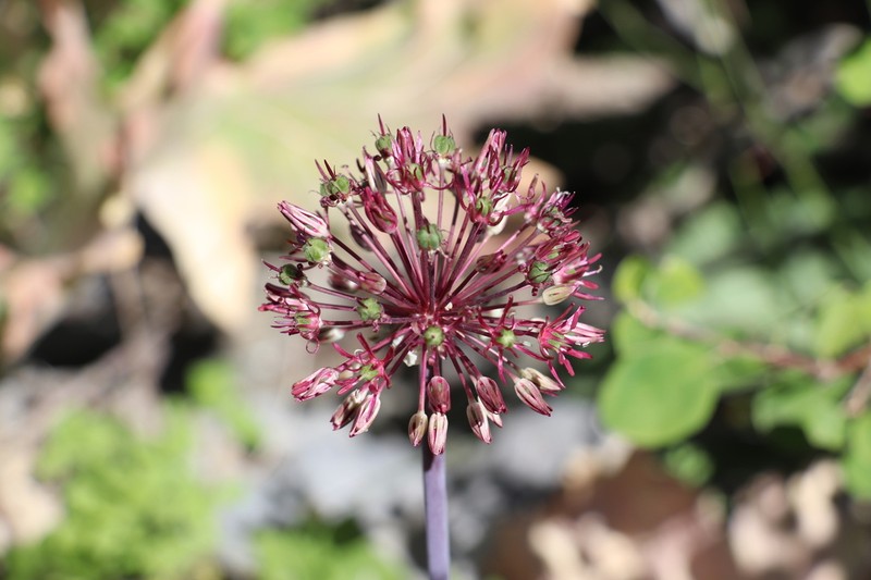 Allium taeniopetalum