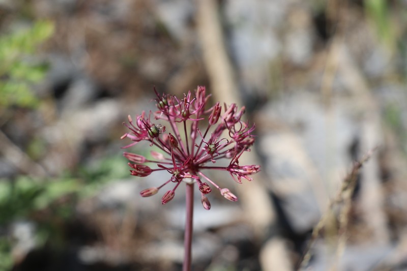 Allium taeniopetalum photo 2