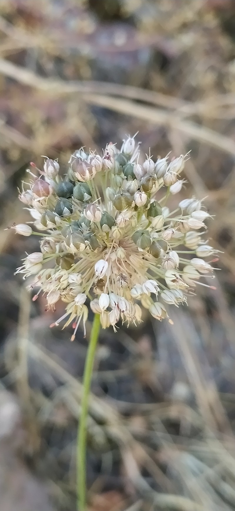 Allium talassicum photo 2