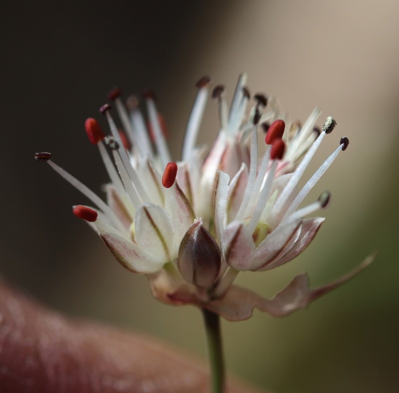 Allium talassicum photo 3