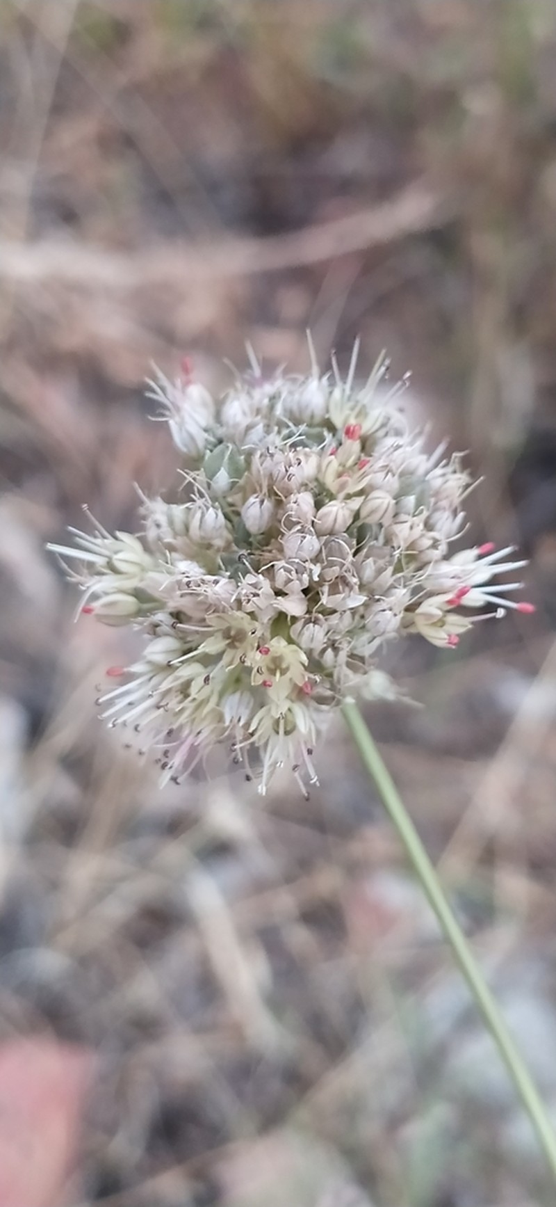 Allium talassicum photo 4