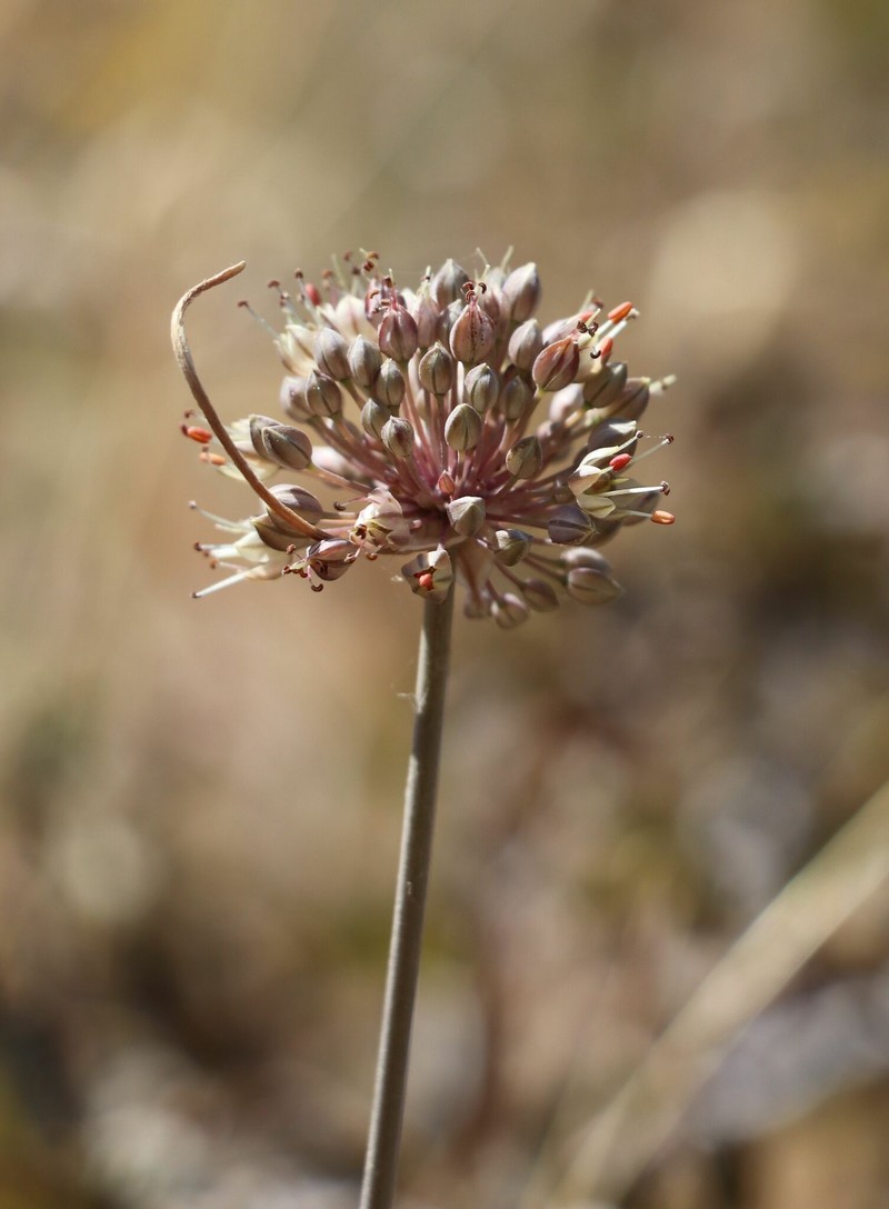 Allium talassicum photo 5
