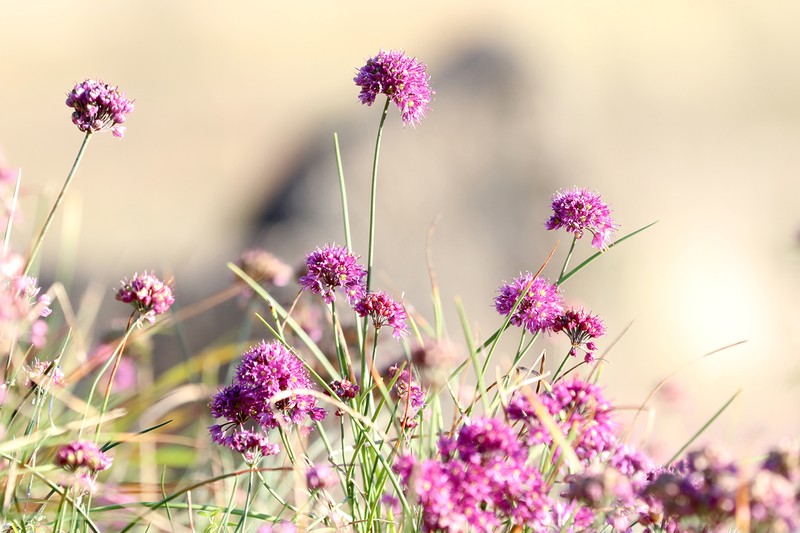 Allium taquetii