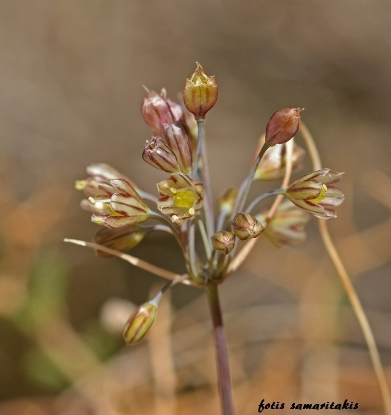 Allium tardans