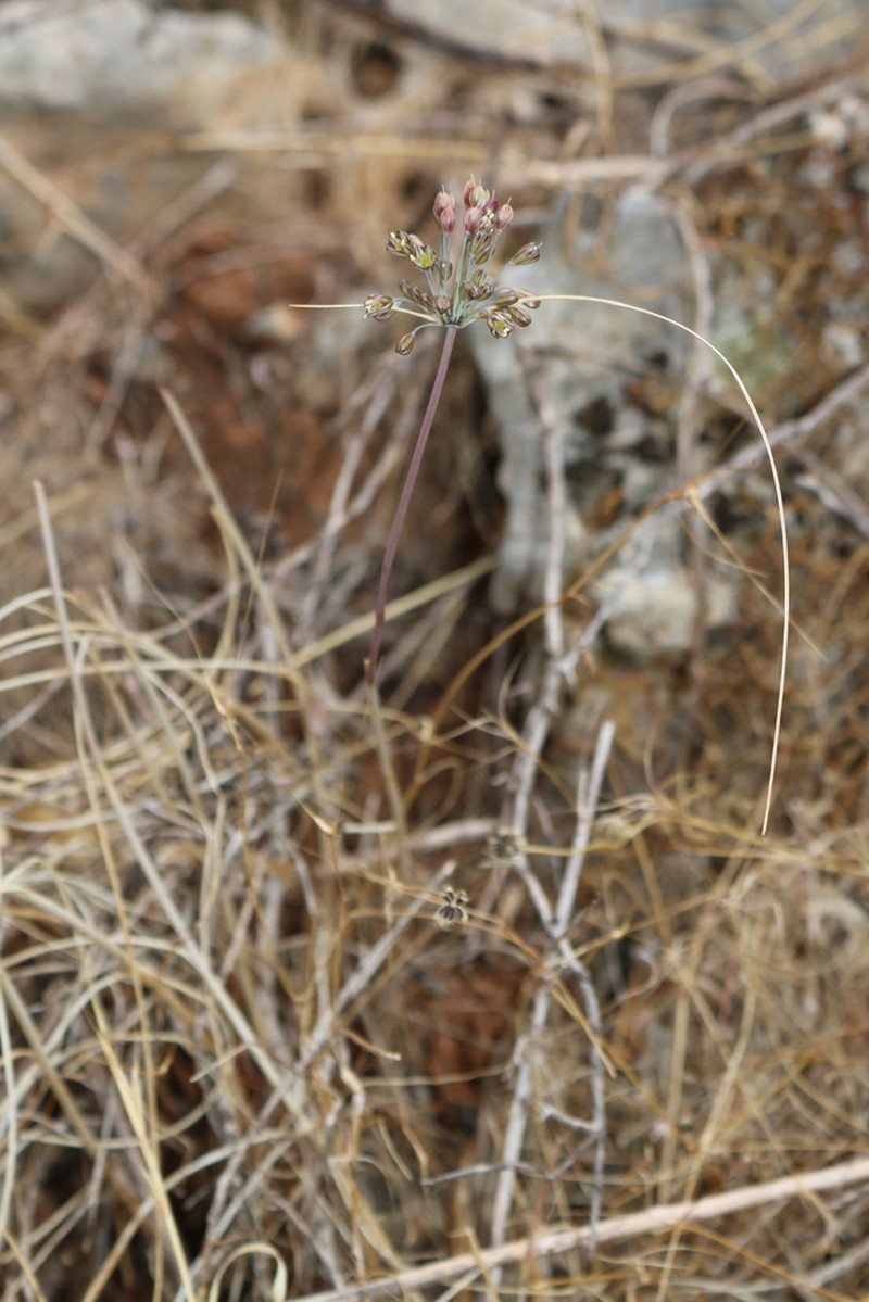 Allium tardans photo 2
